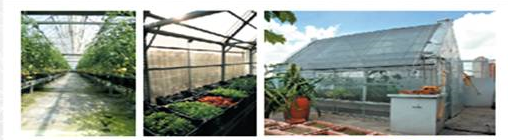 有机种植的病虫害解决方案