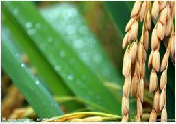 作物营养强化技术及产品项目